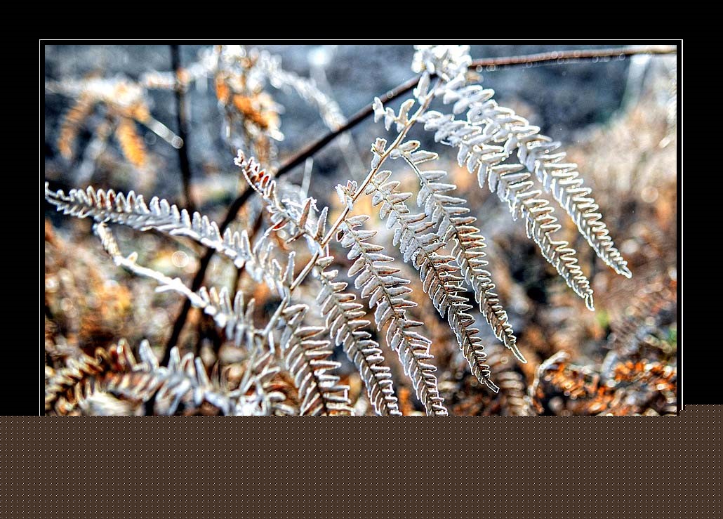 gal/Invites/Philippe_Thauvin/Lumieres_hivernales/givre_12.jpg
