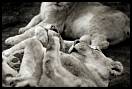 gal/Photographie/Animaux/Calendinisation/_thb_beauval_129.jpg