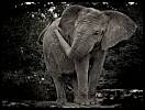 gal/Photographie/Animaux/Calendinisation/_thb_elephant_08.jpg