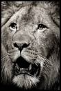 gal/Photographie/Animaux/Calendinisation/_thb_lion_18.jpg
