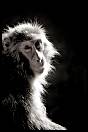 gal/Photographie/Animaux/Calendinisation/_thb_singe_pensif.jpg