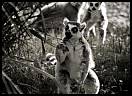 gal/Photographie/Animaux/Family_Life/_thb_thoiry_687.jpg