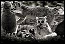 gal/Photographie/Animaux/Family_Life/_thb_thoiry_688.jpg
