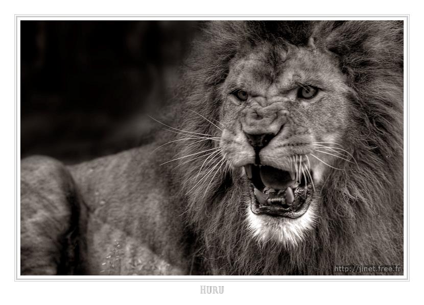 gal/Photographie/Animaux/Huru/Thoiry_603photomatix.jpg