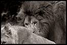 gal/Photographie/Animaux/Huru/_thb_Thoiry_587.jpg