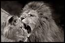 gal/Photographie/Animaux/Huru/_thb_Thoiry_600.jpg