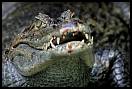 gal/Photographie/Animaux/Reptantis/_thb_beauval_227.jpg