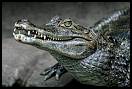gal/Photographie/Animaux/Reptantis/_thb_beauval_230v2.jpg