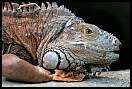 gal/Photographie/Animaux/Reptantis/_thb_beauval_305.jpg