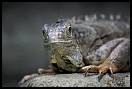 gal/Photographie/Animaux/Reptantis/_thb_beauval_320v2.jpg