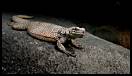 gal/Photographie/Animaux/Reptantis/_thb_reptile_24.jpg
