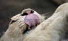 gal/Photographie/fonds_d_ecran/felins/_thb_beauval_134.jpg