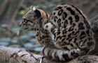 gal/Photographie/fonds_d_ecran/felins/_thb_felin_23.jpg