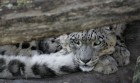gal/Photographie/fonds_d_ecran/felins/_thb_thoiry_127.jpg
