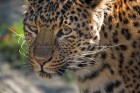 gal/Photographie/fonds_d_ecran/felins/_thb_thoiry_283.jpg