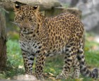 gal/Photographie/fonds_d_ecran/felins/_thb_thoiry_289.jpg