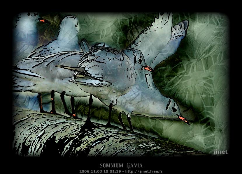 gal/Pixographie/Somnium_Gavia/mouette_472.jpg
